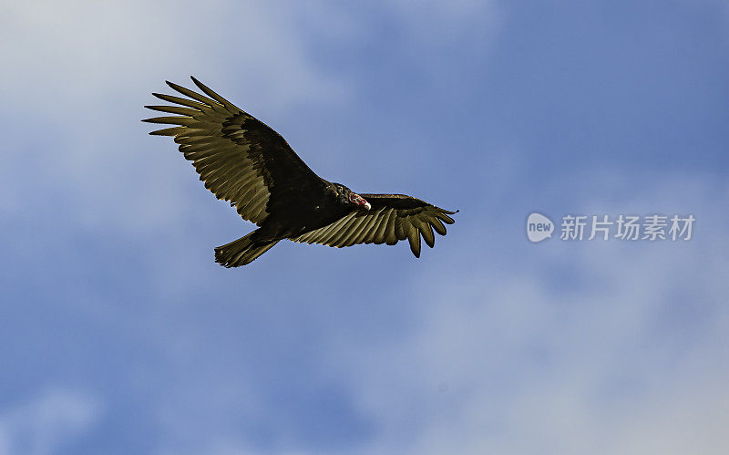 土耳其秃鹫飞行，Cathartes aura, Audubon Alafia银行鸟类保护区;鸟岛;希尔斯堡惨案湾;坦帕湾;佛罗里达。